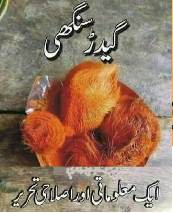 گیدڑ سنگھی کیا ہوتا ہے گیدڑ سنگھی کی حقیقت اور اس سے وابستہ توہمات: